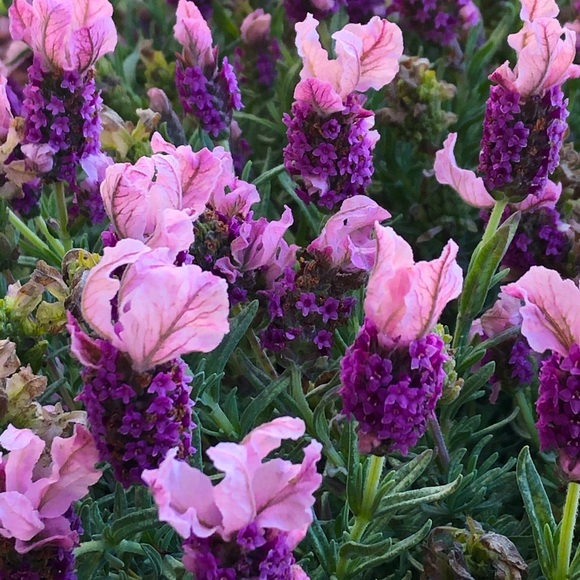 Meet your Posher, Noemi - Picture 1 of 1